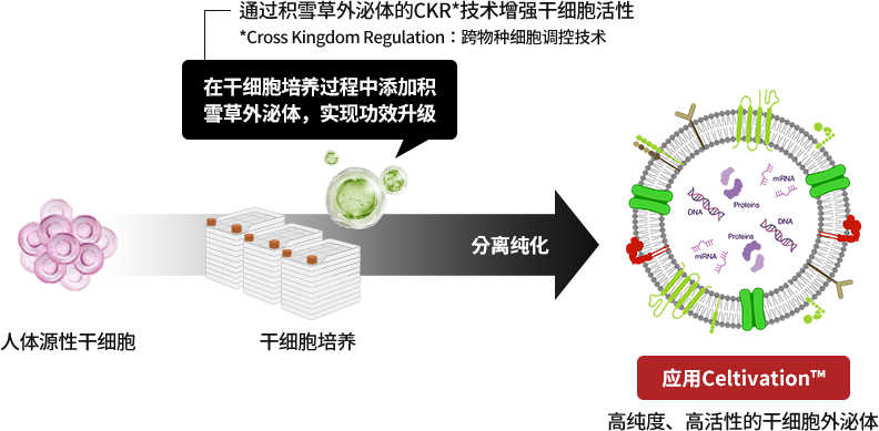 采用Celtivation™技术，结合人体干细胞培养与积雪草外泌体分离纯化的高纯度、高效能外泌体制造工艺。